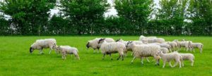 corderos y ovejas de pesaj pascua