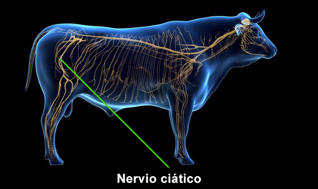 Nervio ciático de la Res.